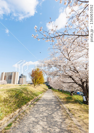 枚方市駅近くの天野川堤防沿いの桜(大阪府) 枚方市駅近くの天野川堤防沿いの桜(大阪府) 136065092