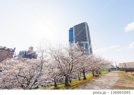 枚方市駅近くの天野川堤防沿いの桜（大阪府） 136065095