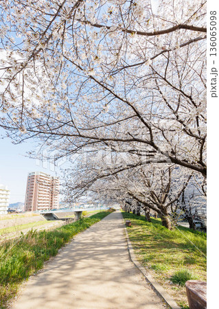 枚方市駅近くの天野川堤防沿いの桜（大阪府） 136065098