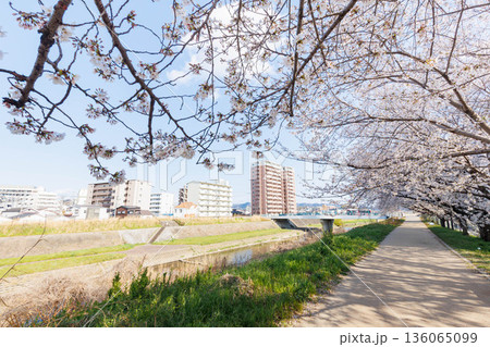 枚方市駅近くの天野川堤防沿いの桜（大阪府） 136065099
