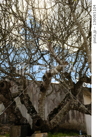 Leafless tree in stone walled courtyard winter branches texture rustic village garden heritage site Fatima Portugal no people. High quality photo Leafless tree in stone walled courtyard winter branches texture rustic village garden heritage site Fatima Portugal no people. High quality photo 136065104