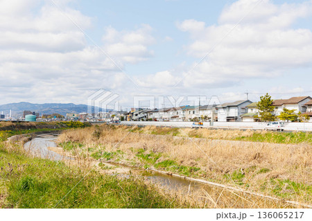 枚方市の天野川緑地沿いの桜（大阪府） 136065217