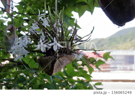 セッコクラン植物岩木根ヤシの実 セッコクラン植物岩木根ヤシの実 136065249