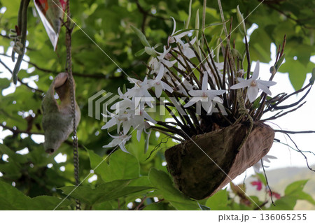 セッコクラン植物岩木根ヤシの実 136065255
