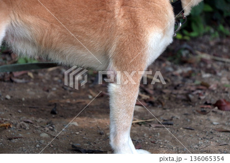 犬ペット病気皮膚病愛犬 136065354