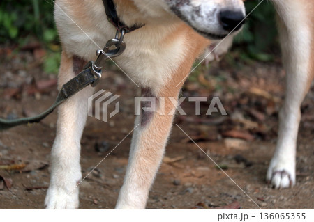犬ペット病気皮膚病愛犬 136065355