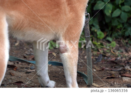 犬ペット病気皮膚病愛犬 犬ペット病気皮膚病愛犬 136065356