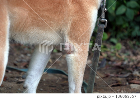 犬ペット病気皮膚病愛犬 136065357