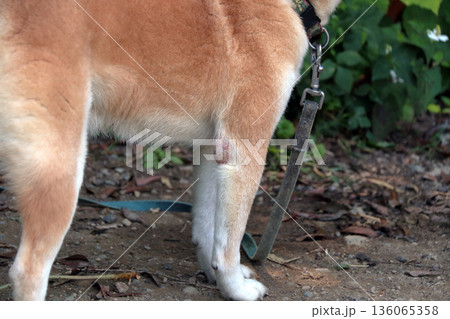 犬ペット病気皮膚病愛犬 136065358