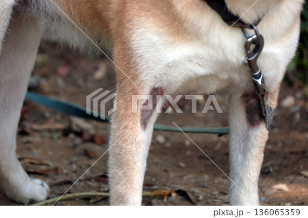 犬ペット病気皮膚病愛犬 犬ペット病気皮膚病愛犬 136065359