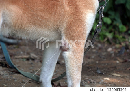 犬ペット病気皮膚病愛犬 犬ペット病気皮膚病愛犬 136065361