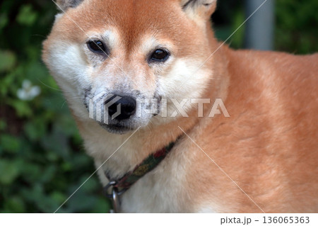 犬ペット病気皮膚病愛犬 犬ペット病気皮膚病愛犬 136065363