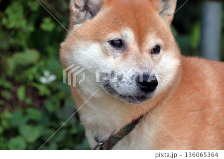 犬ペット病気皮膚病愛犬 犬ペット病気皮膚病愛犬 136065364