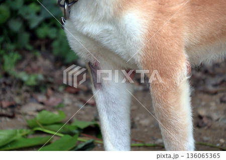 犬ペット病気皮膚病愛犬 犬ペット病気皮膚病愛犬 136065365