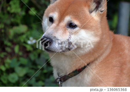 犬ペット病気皮膚病愛犬 犬ペット病気皮膚病愛犬 136065368