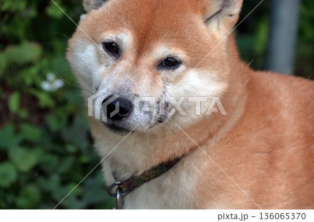 犬ペット病気皮膚病愛犬 136065370