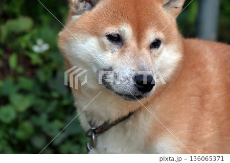 犬ペット病気皮膚病愛犬 犬ペット病気皮膚病愛犬 136065371