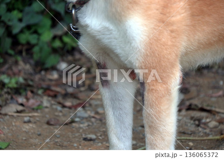 犬ペット病気皮膚病愛犬 136065372