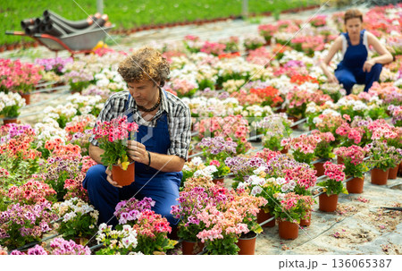 Male worker inspecting geranium in greenhouse 136065387