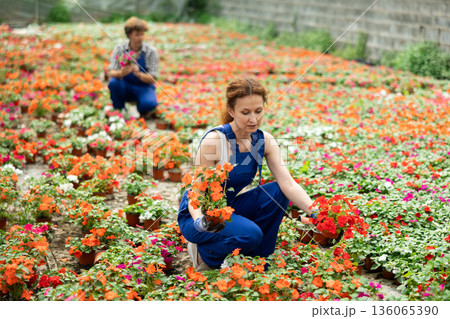 Attentive garden shop worker in casual blue overall diligently tends to flowers of the Balsaminaceae genus, surrounded by variety of potted plants Attentive garden shop worker in casual blue overall diligently tends to flowers of the Balsaminaceae genus, surrounded by variety of potted plants 136065390