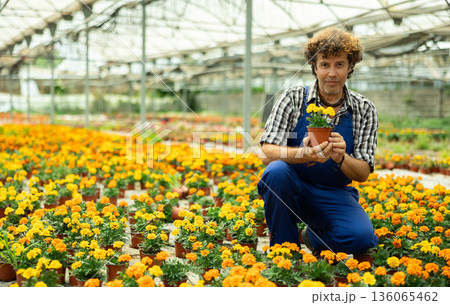 Male worker inspects young generation of pot marigolds plants. Ornamental plants, landscaping, landscape design, transplant seedlings 136065462