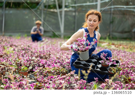 female worker arranges Tradescantia 136065510