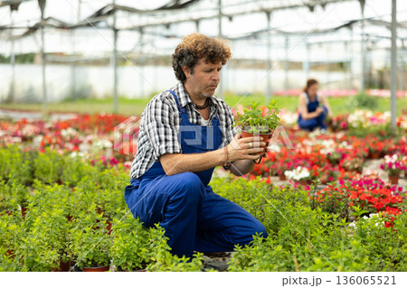 Male worker holding a pot of mint in hands Male worker holding a pot of mint in hands 136065521