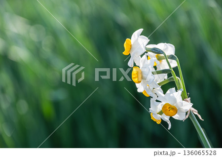 早春に咲く花 水仙 早春に咲く花 水仙 136065528