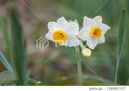 早春に咲く花 水仙 早春に咲く花 水仙 136065537