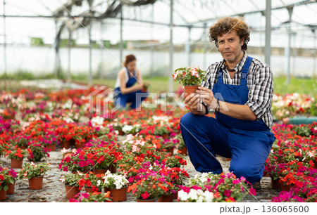 Male farm worker caring for flowers of the Balsaminaceae genus in greenhouse 136065600