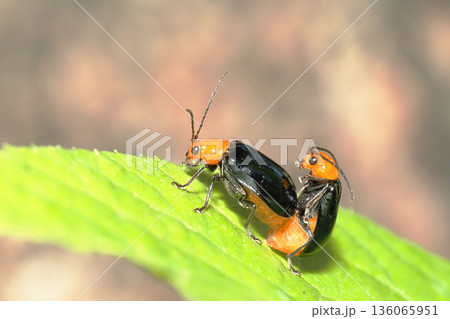 クロウリハムシ（交尾中） 136065951