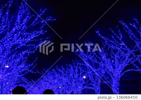 東京都渋谷区の青の洞窟のブルーのイルミネーション 136066450