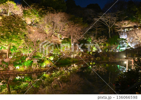 椿山荘の夜景 136066598