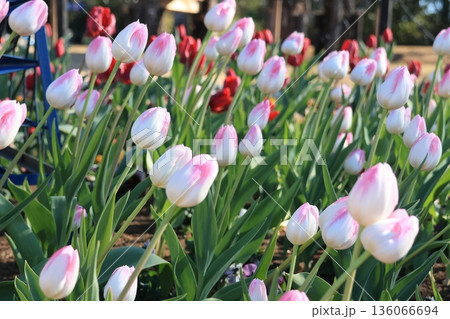 1月に咲かせたアイスチューリップの花 1月に咲かせたアイスチューリップの花 136066694