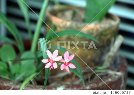 ヒメオウギ 136066737