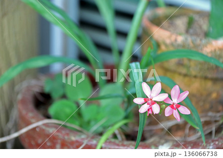 ヒメオウギ 136066738