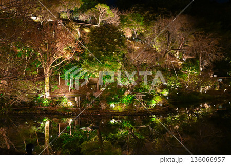 椿山荘の夜景 136066957
