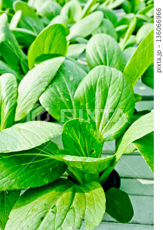 close-up photo of hydroponic plants 136066966