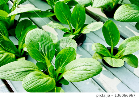 close-up photo of hydroponic plants 136066967