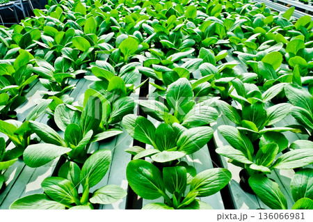 close-up photo of hydroponic plants close-up photo of hydroponic plants 136066981