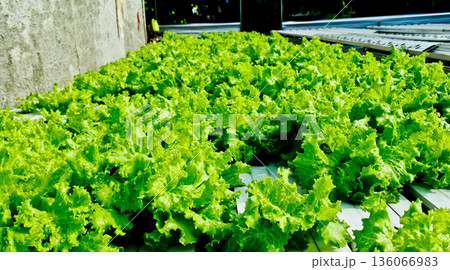 close-up photo of hydroponic plants close-up photo of hydroponic plants 136066983