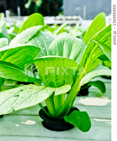 close-up photo of hydroponic plants 136066989