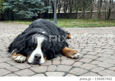 Bernese mountain dog relaxing on paving stones outdoors 136067402