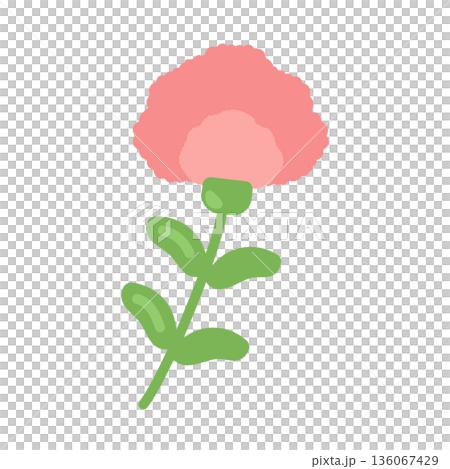 カーネーション　イラスト 136067429
