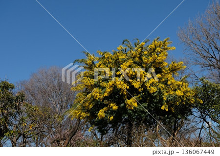 ミモザは幸せの花といわれて見事な黄色をしている ミモザは幸せの花といわれて見事な黄色をしている 136067449