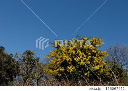 ミモザは幸せの花といわれて見事な黄色をしている 136067452