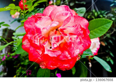 close up photo of red and white roses close up photo of red and white roses 136067608