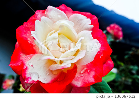 close up photo of red and white roses close up photo of red and white roses 136067612