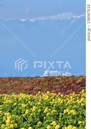 早咲き菜花と黄砂で霞んだ雪の比良山 136067618
