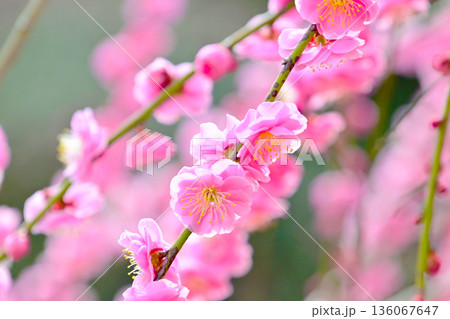 ピンク色の美しい梅の花 クローズアップ ピンク色の美しい梅の花 クローズアップ 136067647